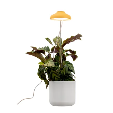 AIRAM Iris Plantebelysning 5W Dæmp med touch Gul 9610534 Modsvarer: N/A