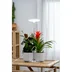 Växtbelysning Ivy 14W/835 650lm