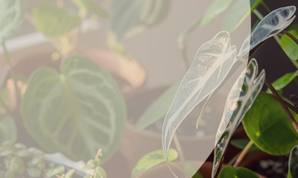 Ge dina växter rätt ljus